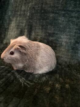 Rescue Guinea Pig Guinea Pigs for Adoption in Cincinnati, Ohio - Skelly | PetCurious